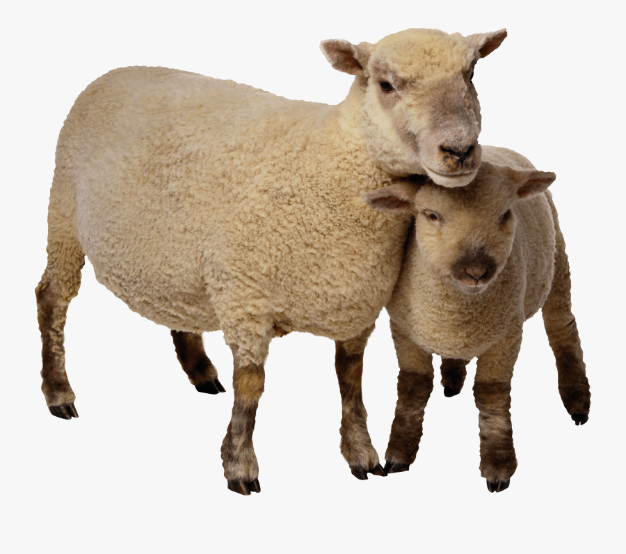Sheep And Baby Transparent - Cut Out Farm Animals, Transparent Clipart
