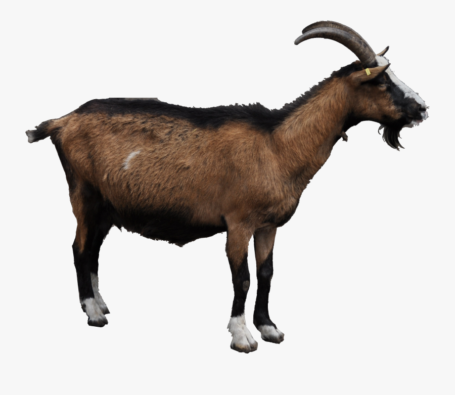 Goat Png, Transparent Clipart