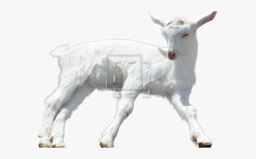Transparent Background Baby Goats Png - Goats Png, Transparent Clipart