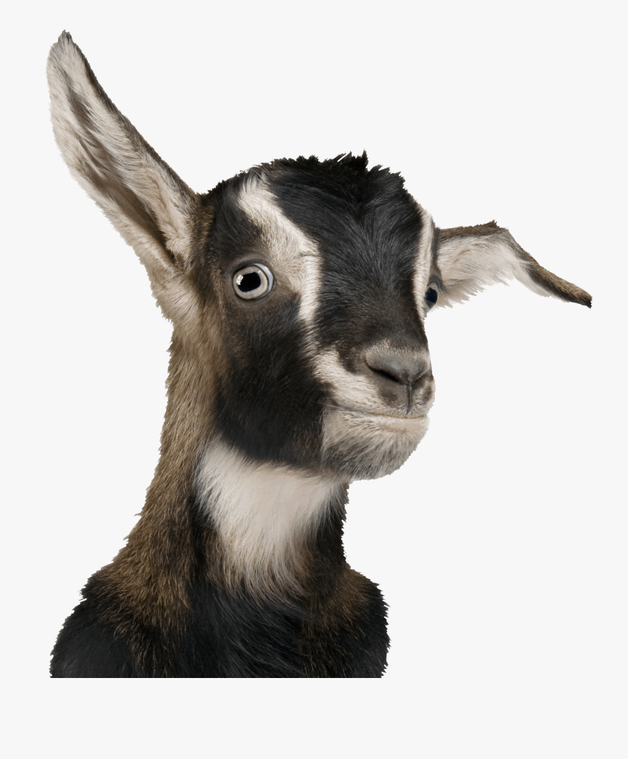 Billie Goat, Transparent Clipart