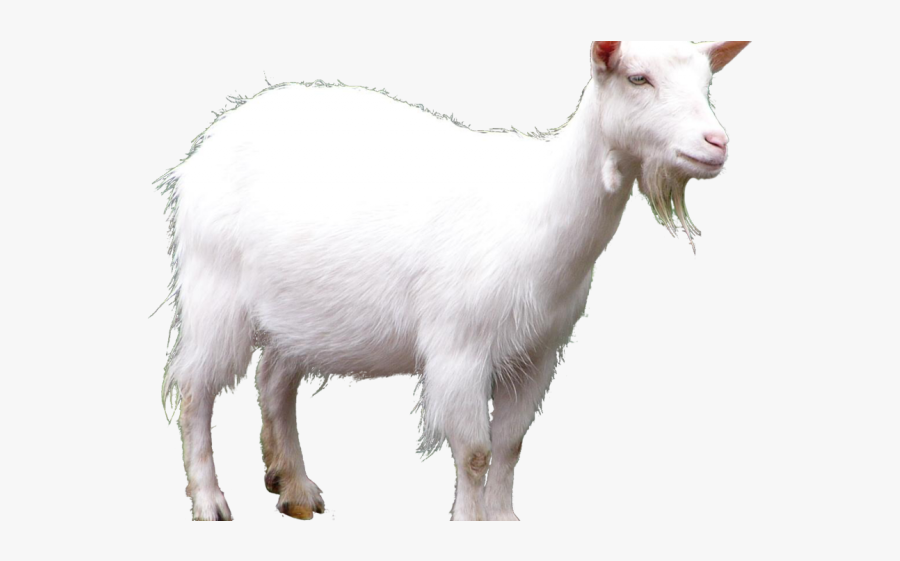 Goat Sound Name In English, Transparent Clipart