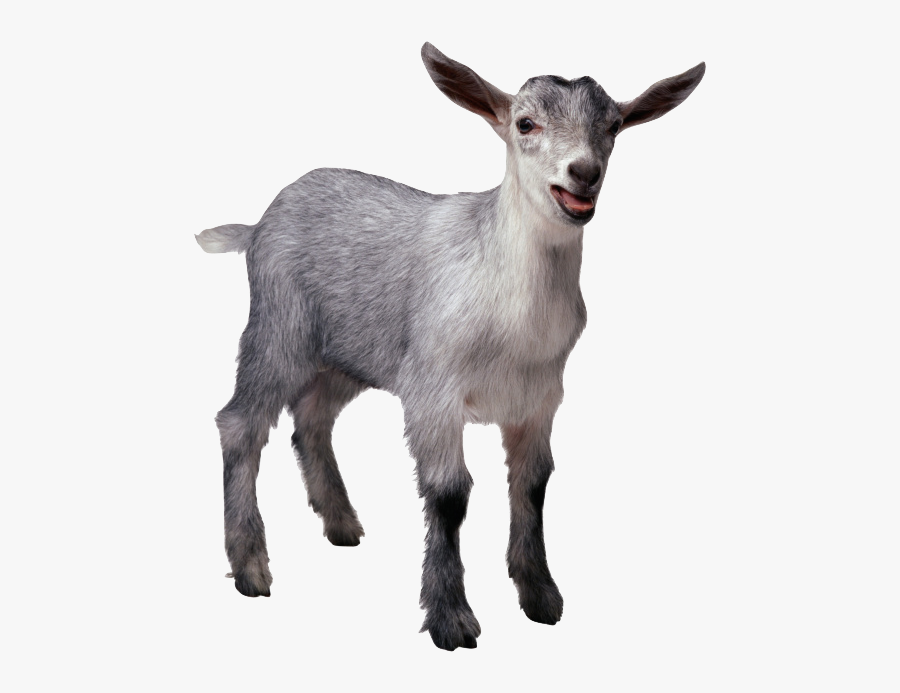 Clip Art Goat Png For - Goat With No Background, Transparent Clipart