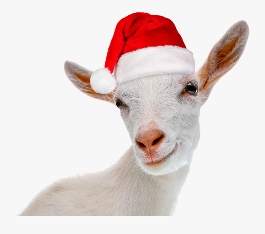 Clip Art Yule Card Greeting Note - Christmas Goat Png, Transparent Clipart
