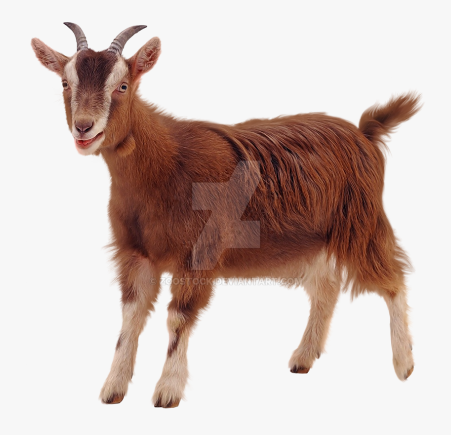 Transparent Billy Goat Clipart - Transparent Background Goat Png, Transparent Clipart
