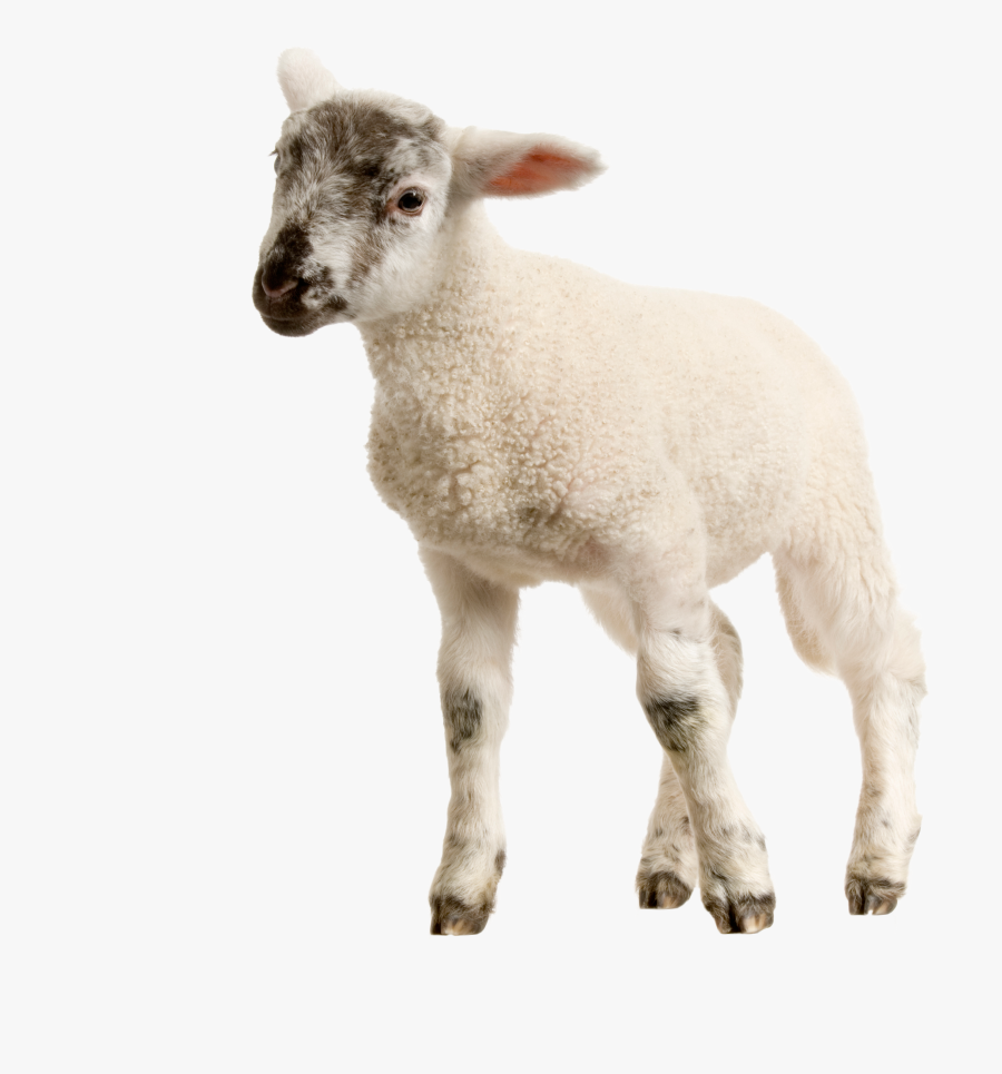 Baby Lamb Png, Transparent Clipart