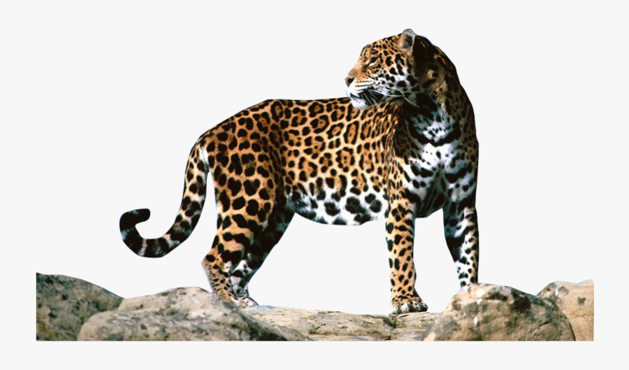 Download Jaguar Png Clipart - Different Types Of Jaguar, Transparent Clipart