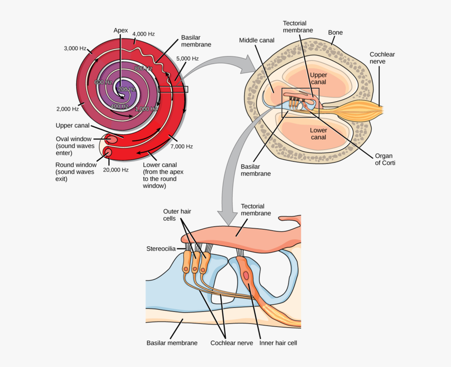 Image - Cochlear Transduction, Transparent Clipart