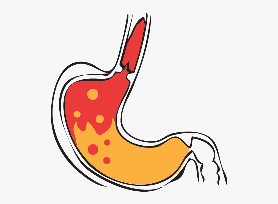 Thumb Image - Stomach Acid Clipart Png, Transparent Clipart