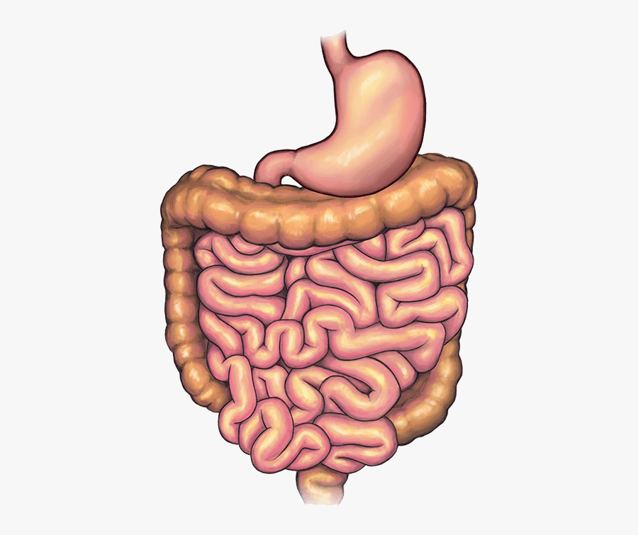 Stomach Before Bariatric Weight Loss Surgery - Illustration, Transparent Clipart
