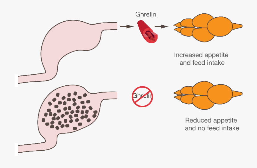 Image12, Transparent Clipart