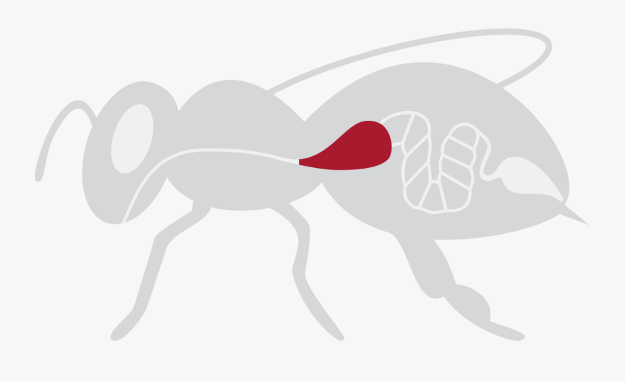 Honey Stomach, Transparent Clipart