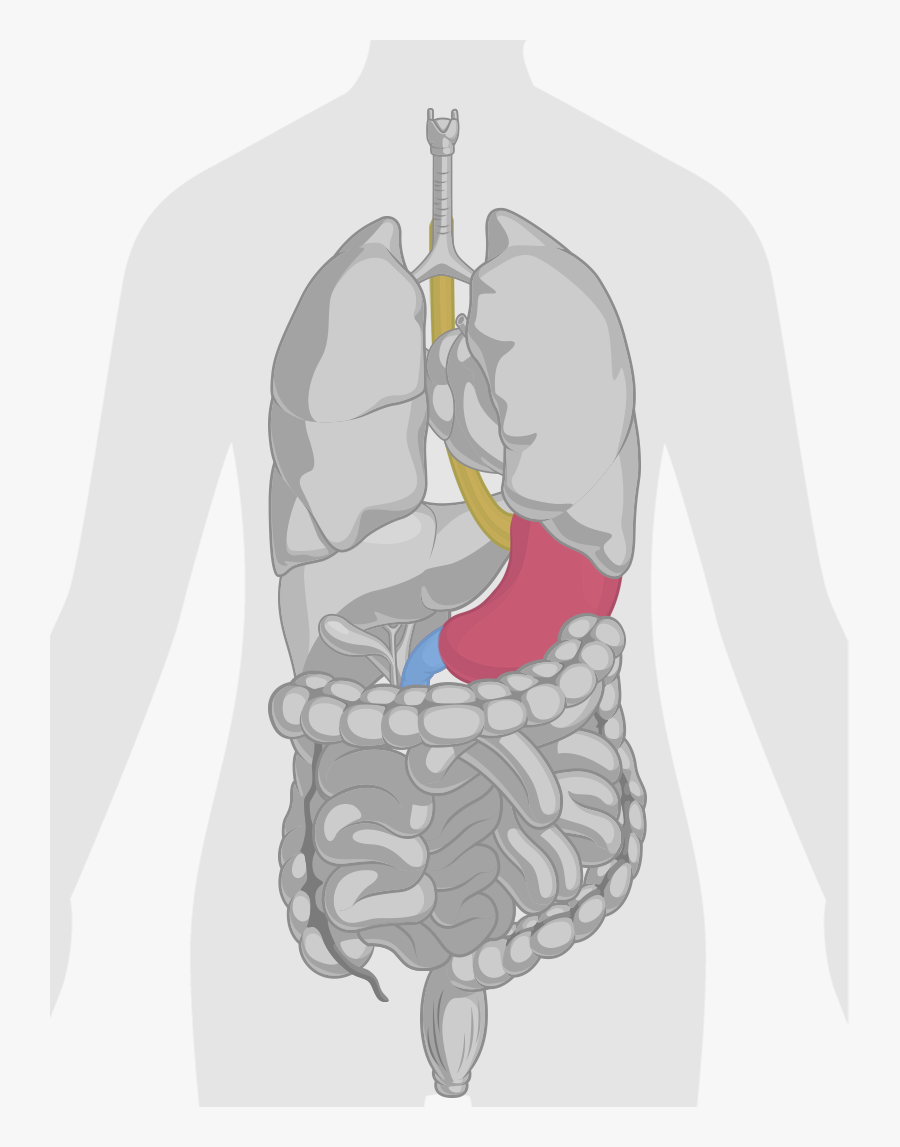 Human Body Diagram Heart, Transparent Clipart