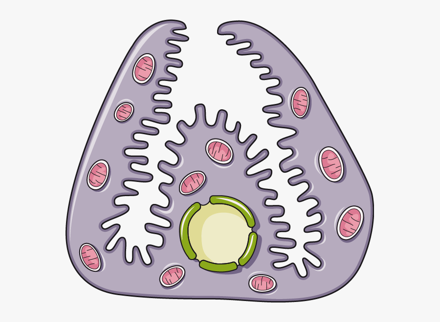 Cellule Bordante, Transparent Clipart
