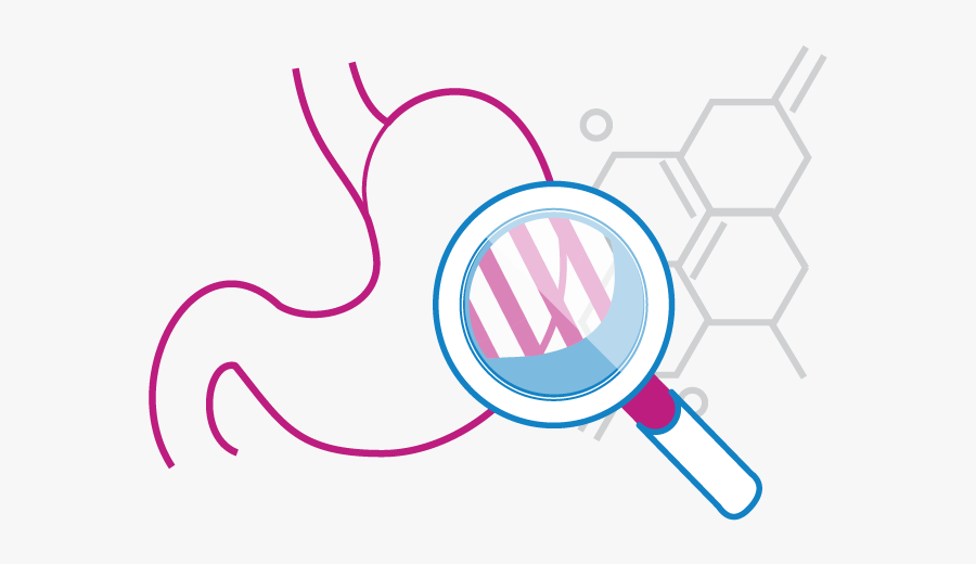 Stomach Acid Transparent, Transparent Clipart