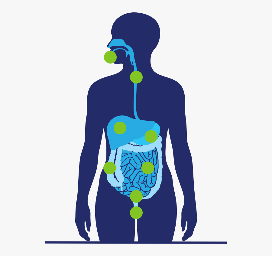 Ibd Graphic, Transparent Clipart
