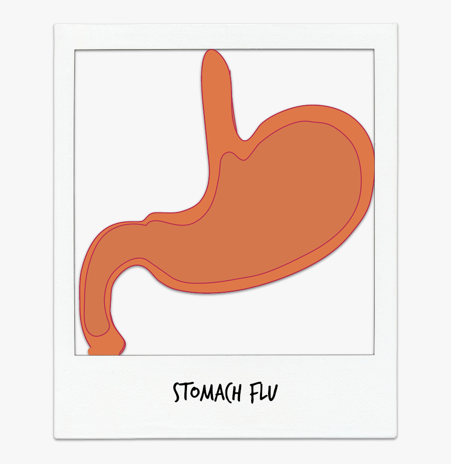 Invertebrate, Transparent Clipart