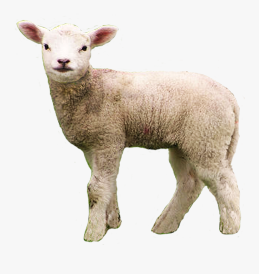 Lamb Png, Transparent Clipart