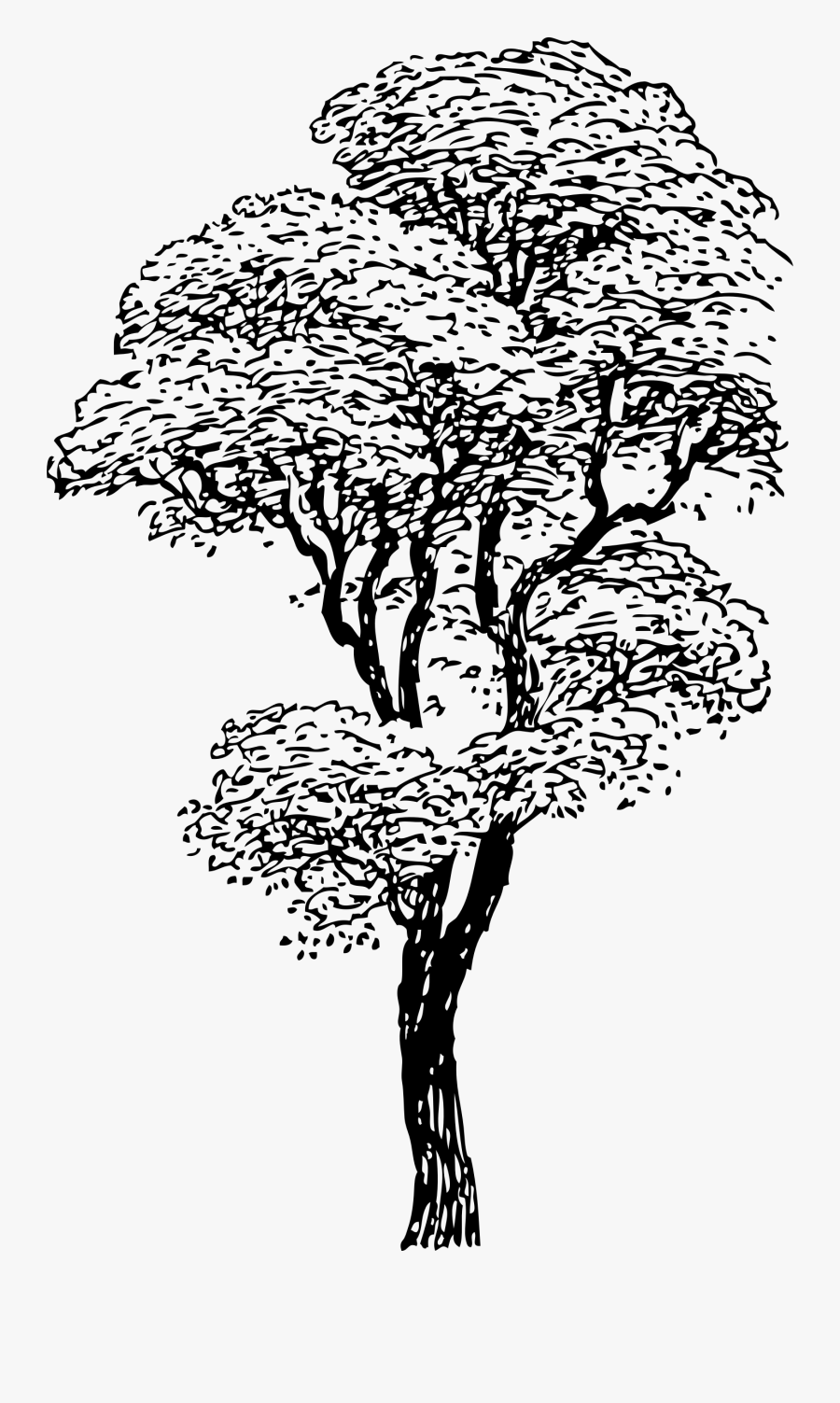 Tall Tree Clipart Black And White, Transparent Clipart
