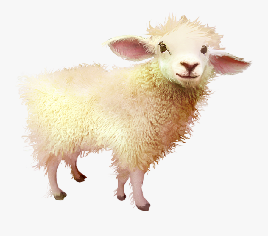 #sheep #baby #freetoedit - Sheep, Transparent Clipart
