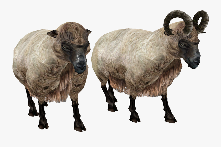 Sheep Png Image - Png Ram Sheep, Transparent Clipart