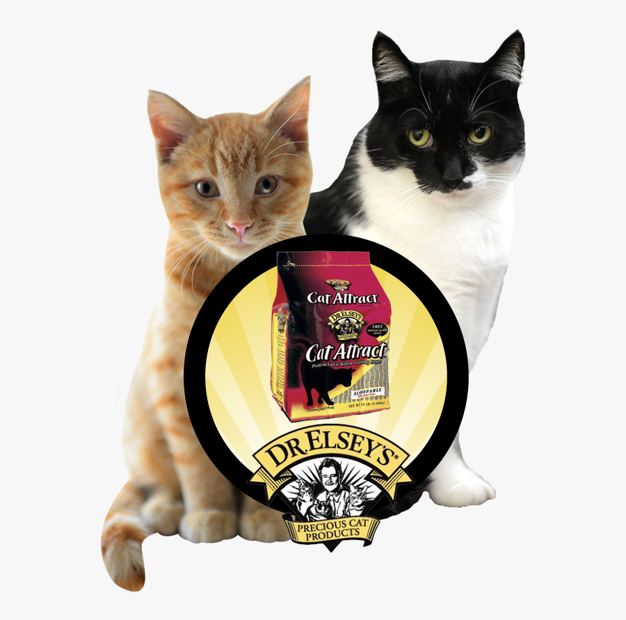 Cat Laying Down Png - Cat, Transparent Clipart