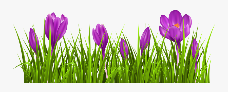 Transparent Crocus Grass Png Clipart Picture - Switch Sticker, Transparent Clipart