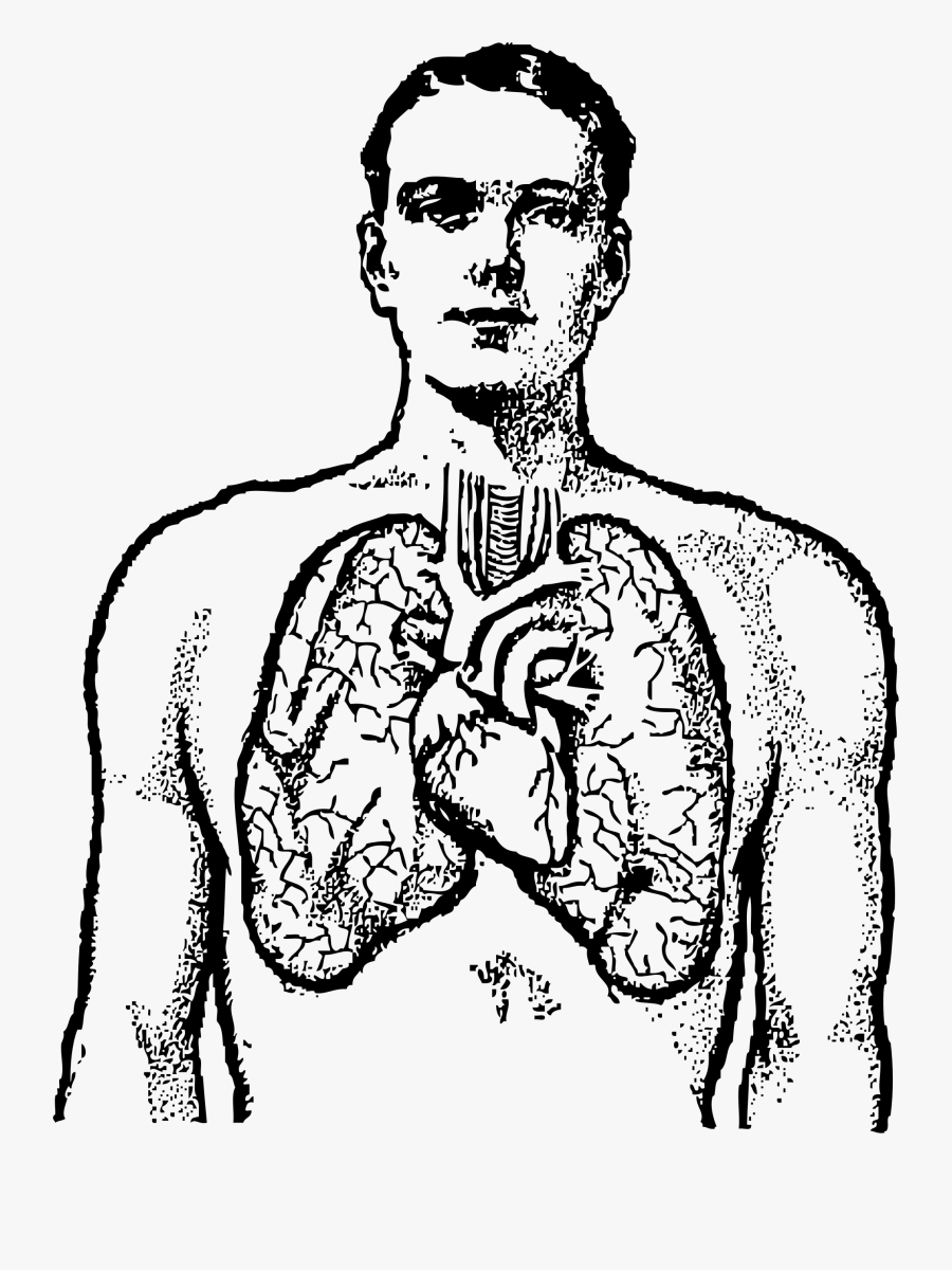 Clip Art Human Chest Clipart - Lungs Black And White, Transparent Clipart