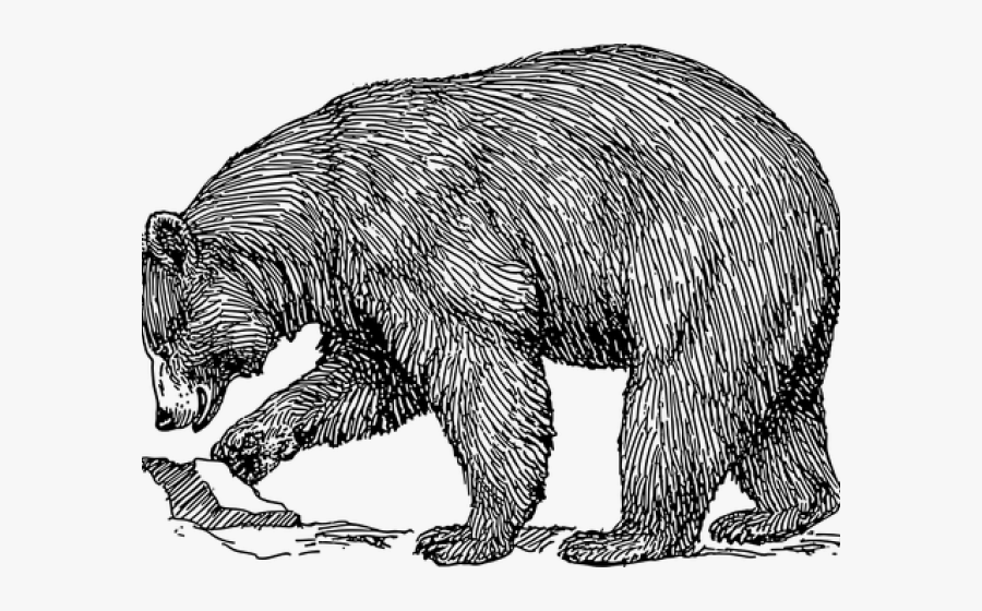 Bear Image Black And White, Transparent Clipart