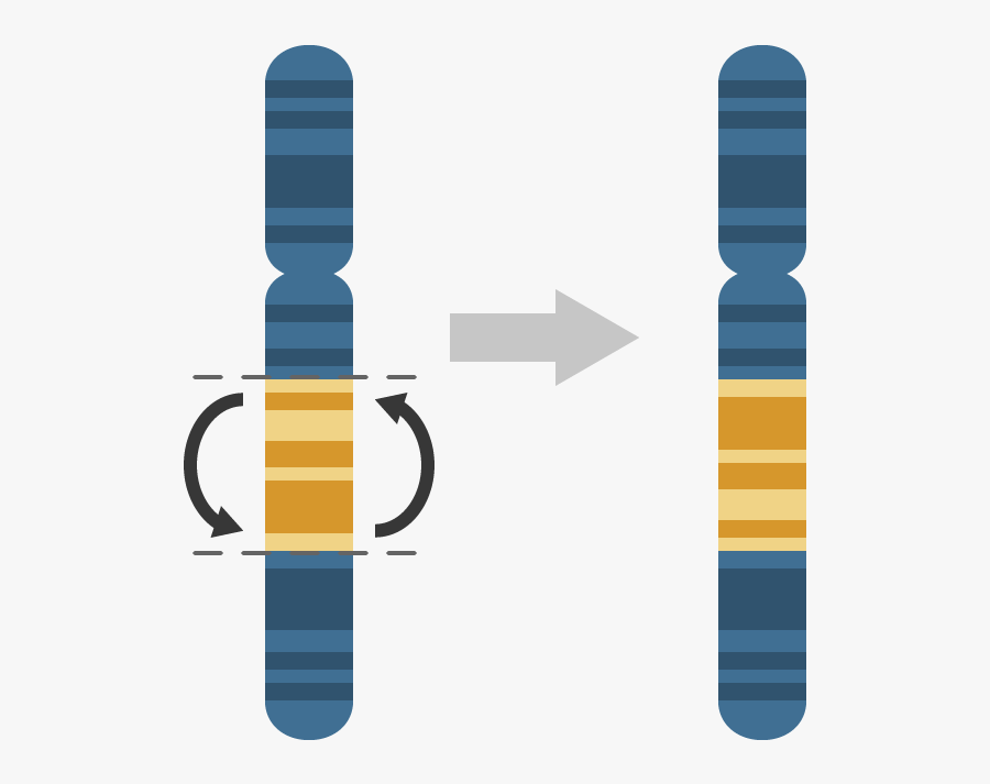 Transparent Chromosome Clipart - Inversion Mutation, Transparent Clipart