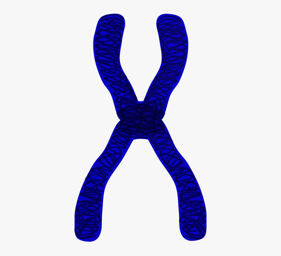 Clipart Black And White Library Edupic Cell Drawings - Chromatid Transparent Background, Transparent Clipart