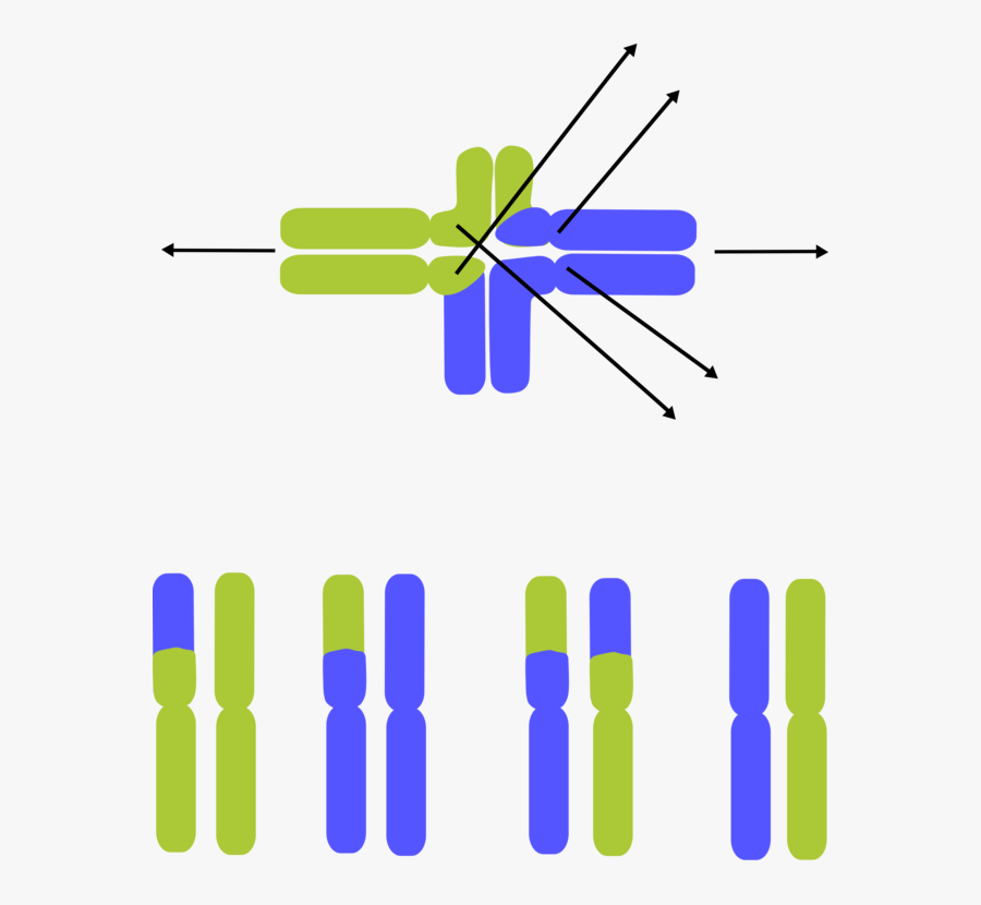 Angle,symmetry,area, Transparent Clipart
