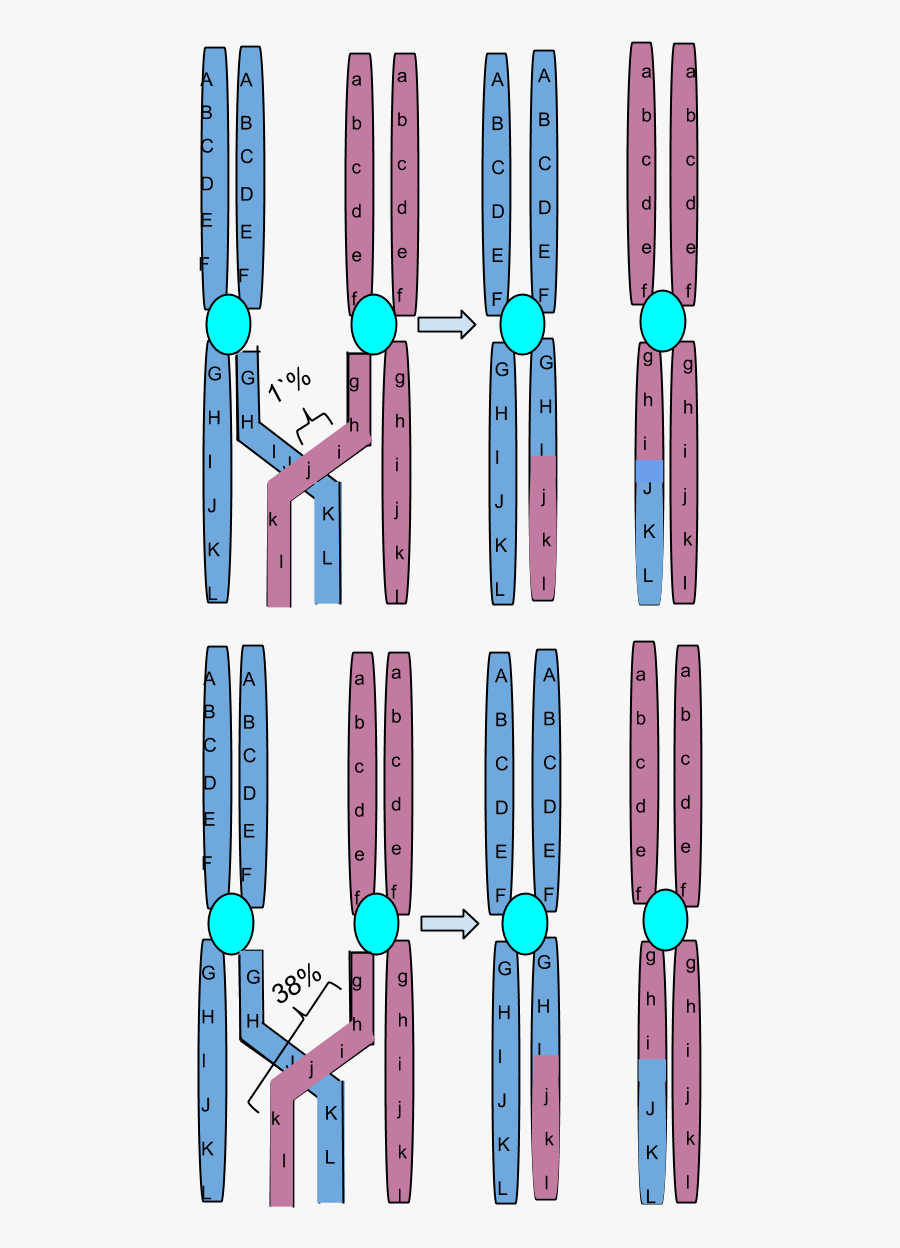 Chromosomal Crossing Over - Chromosome Translocation Vs Crossing Over, Transparent Clipart