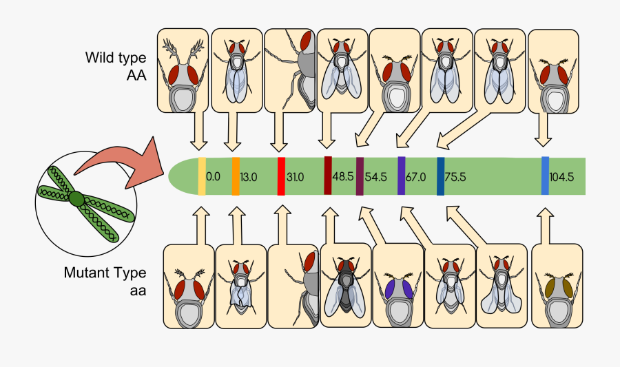 Community Clipart Community Linkage - Experiment Thomas Hunt Morgan, Transparent Clipart