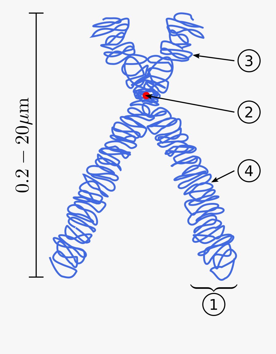 Transparent Cell Division Clipart - Parts Of A Chromosome, Transparent Clipart