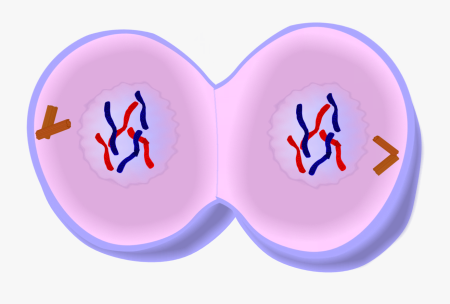 Separate Nuclei From Cytoplasm, Transparent Clipart