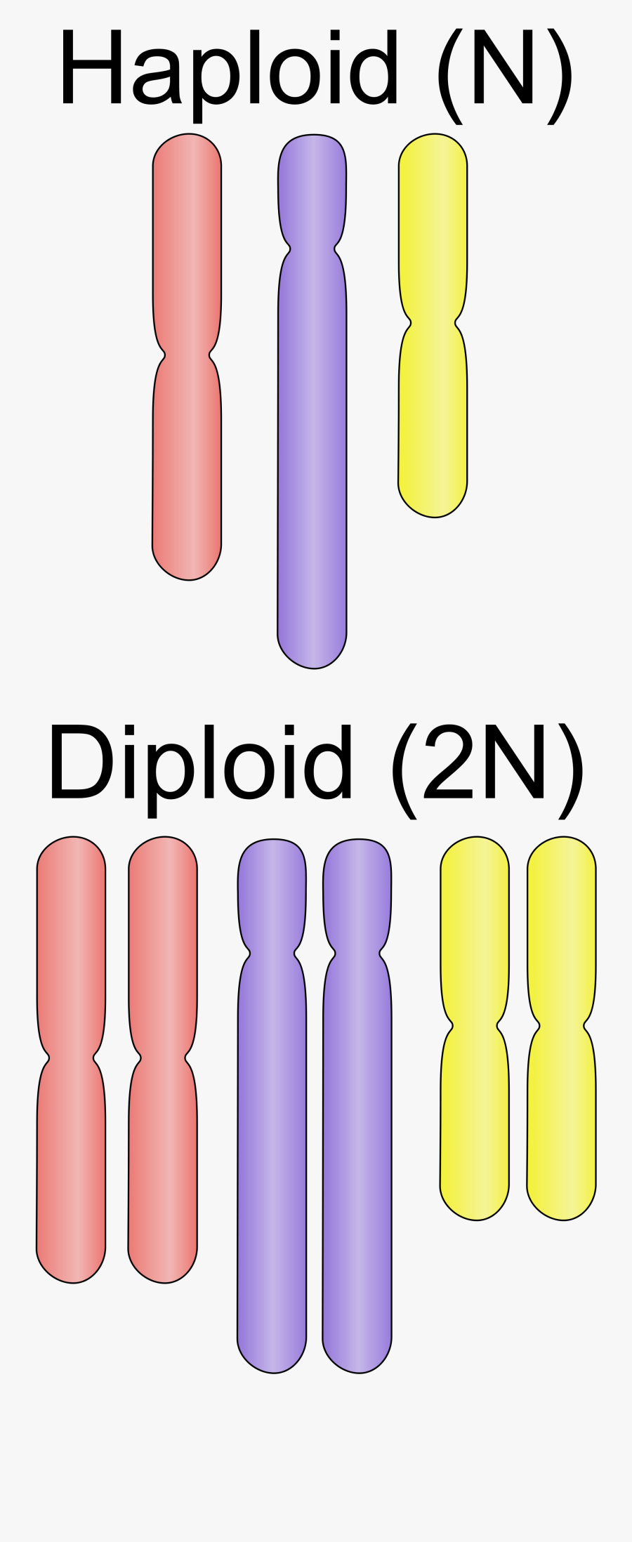 Dna Clipart Life Science - Haploid Vs Diploid Visual, Transparent Clipart