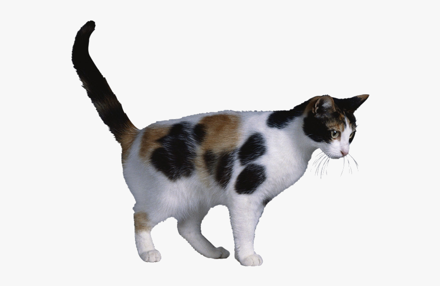 Calico Cat X Chromosome Cat Coat Genetics X-inactivation - Barr Body Ap Biology, Transparent Clipart