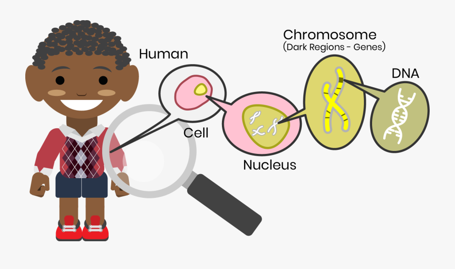 Color Or Eye Color, But On A Deeper Level, Genes May - Genetic Cartoon Png, Transparent Clipart