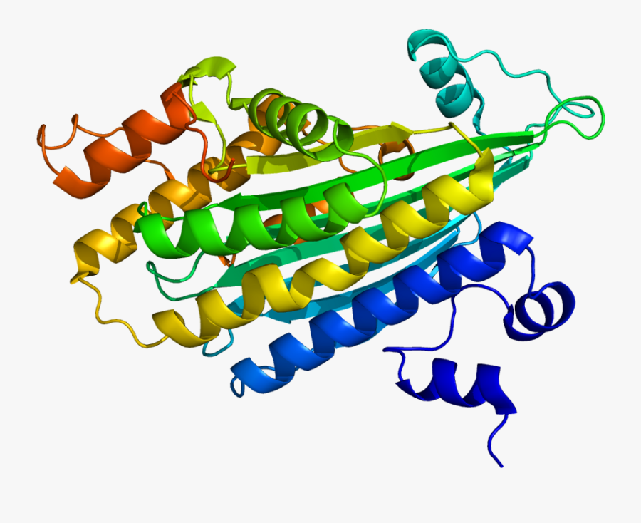 Coproporphyrinogen Iii Oxidase Structure, Transparent Clipart
