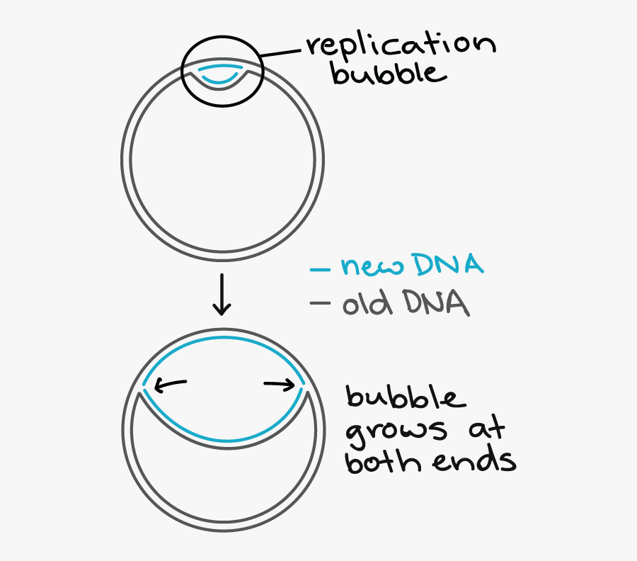 Replikacja U Prokariota I Eukariota, Transparent Clipart