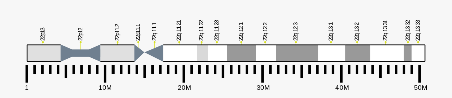 Chromosome 22 Ideogram, Transparent Clipart