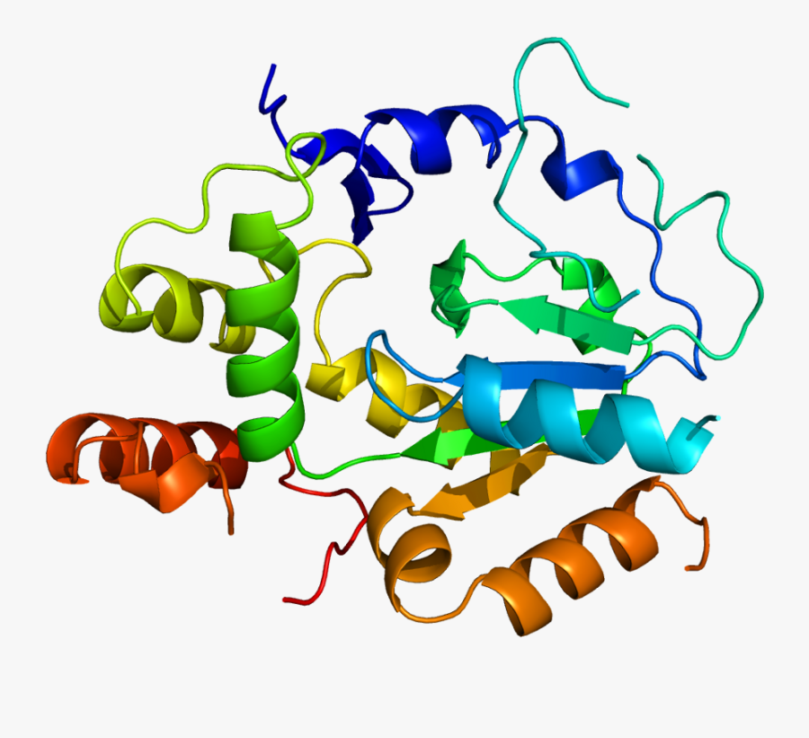 Sult1a1 Structure, Transparent Clipart