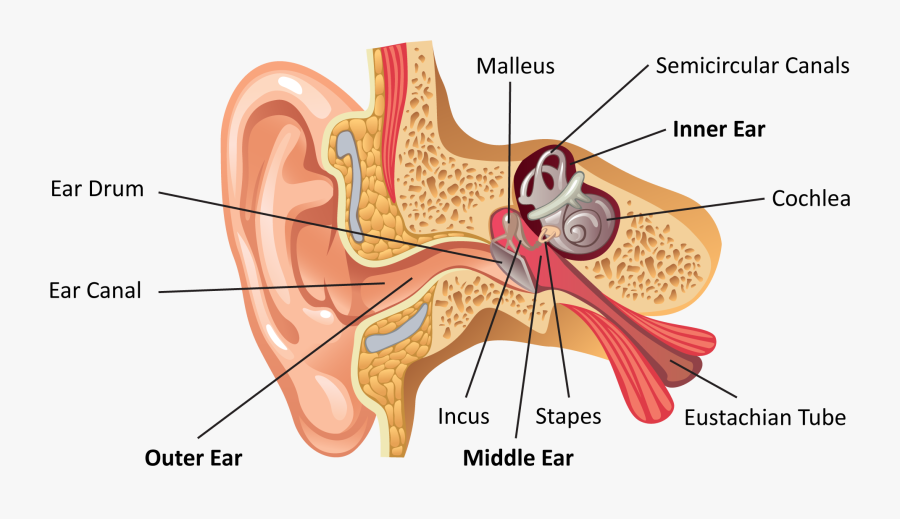 Clip Art How We Perceive Sound - Labeled Ear, Transparent Clipart