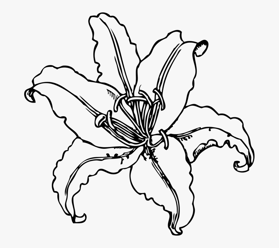 Flower Outline Pictures Group - Lily Black And White Clipart, Transparent Clipart