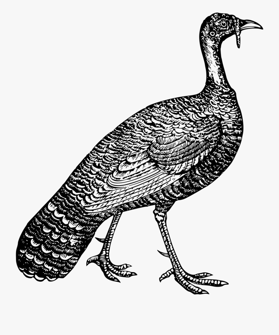 Flightless Bird,fowl,vertebrate - Kevin The Turkey Wethersfield, Transparent Clipart