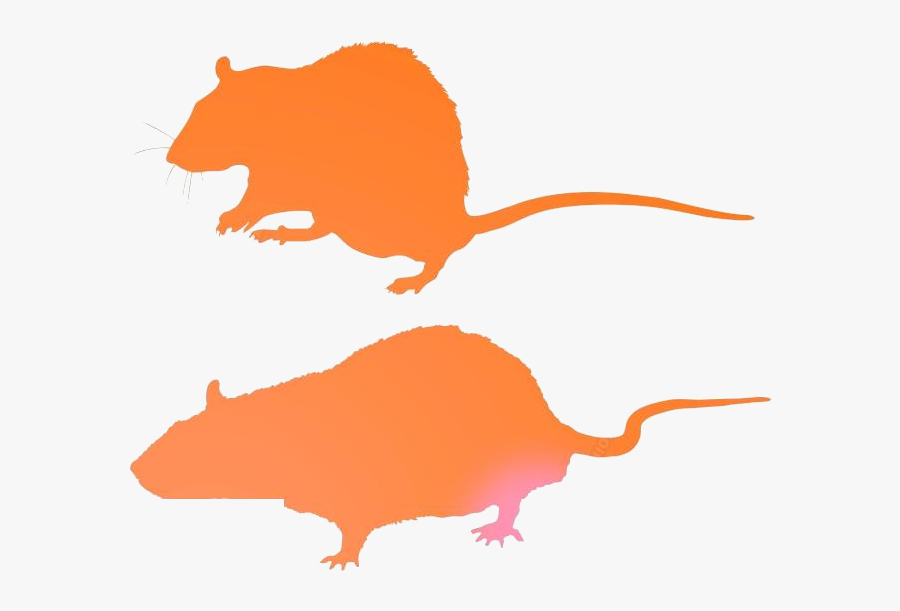 Rat Png Transparent Images - Rat, Transparent Clipart