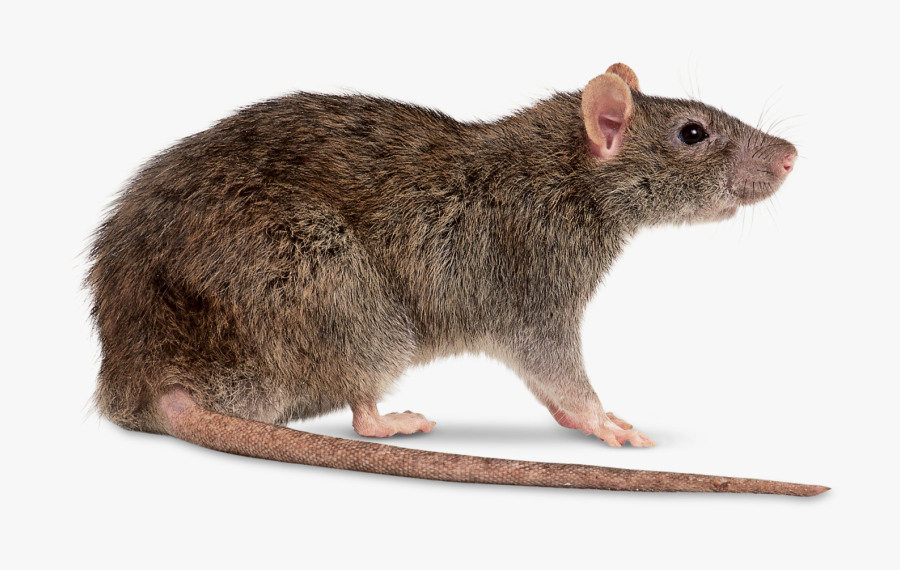 Clip Art Pitures Of Rats - Rat Transparent Png, Transparent Clipart