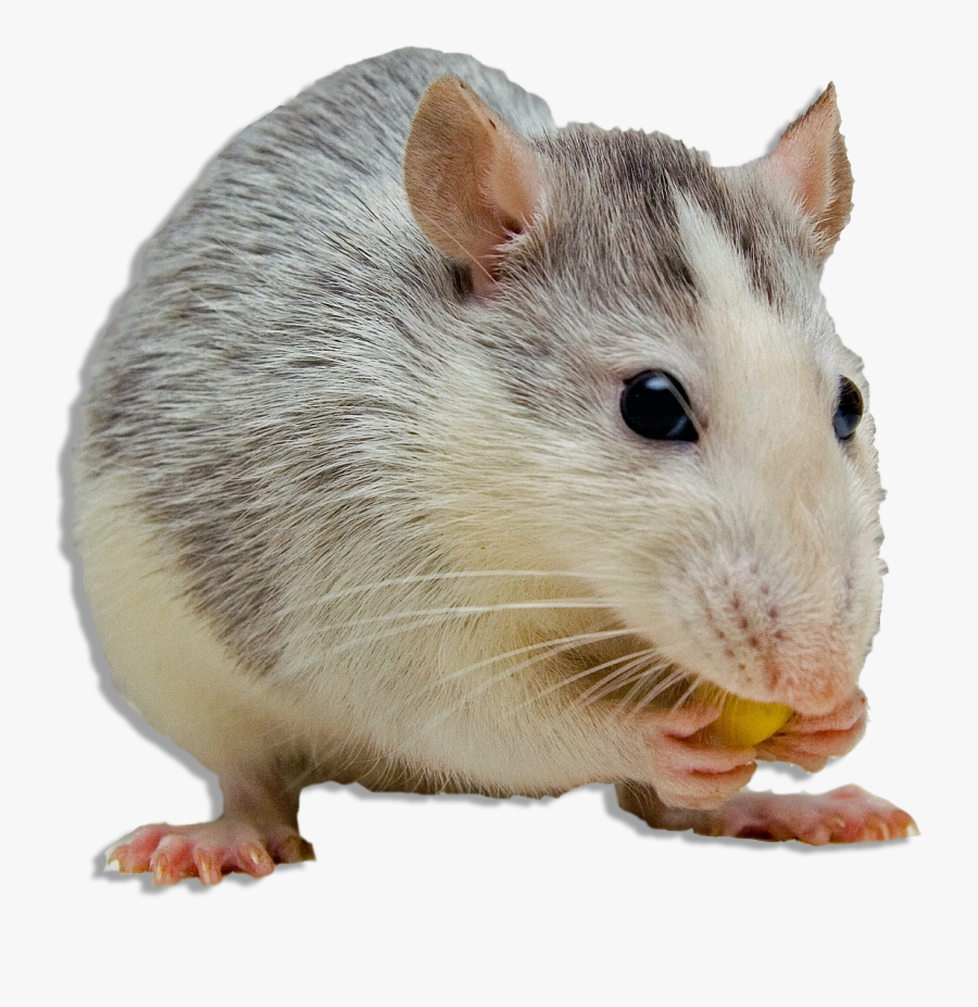 Transparent Mouse Animal Png - Impossible Burger Animal Testing, Transparent Clipart