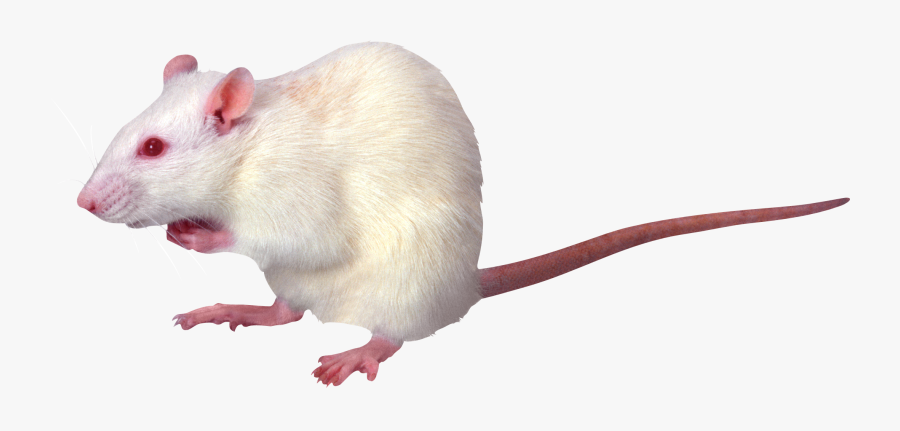 Mouse Mice Png Free - White Rat Transparent Background, Transparent Clipart