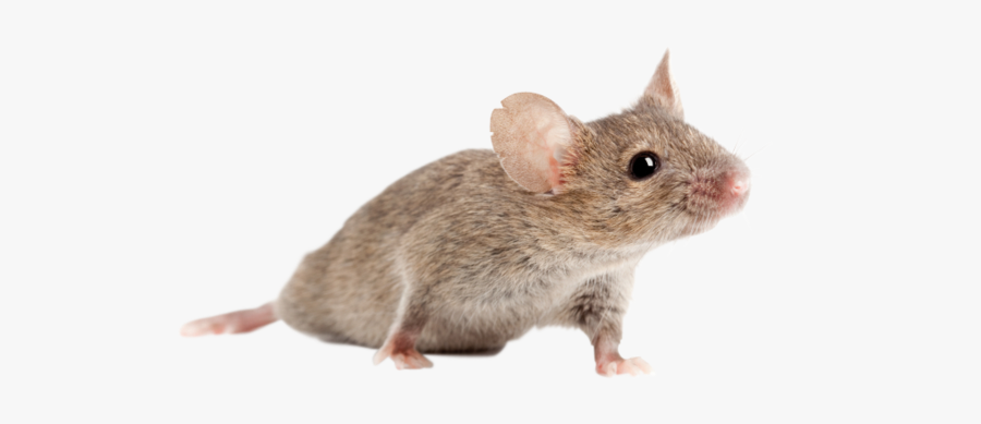 Clip Art Climate Chambers For Industry - Animal Testing Png, Transparent Clipart